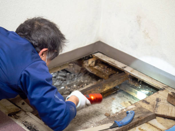 Best Mold Remediation for Specific Building Types in Upper Pohatcong, NJ