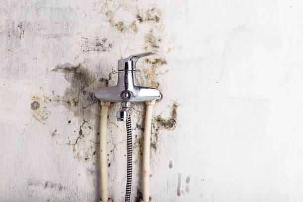 Best Bathroom Mold Remediation in Upper Pohatcong, NJ