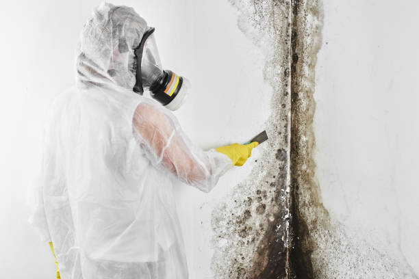 Best Emergency Mold Remediation in Upper Pohatcong, NJ