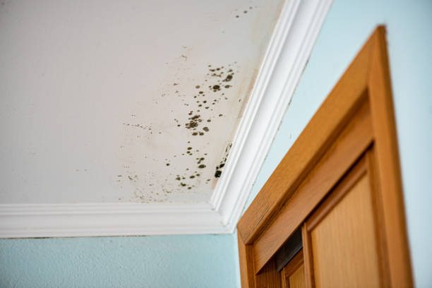 Best Attic Mold Remediation in Upper Pohatcong, NJ
