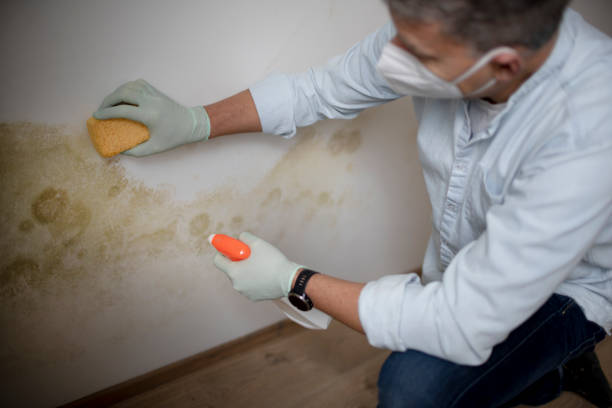 Best Commercial Mold Remediation in Upper Pohatcong, NJ