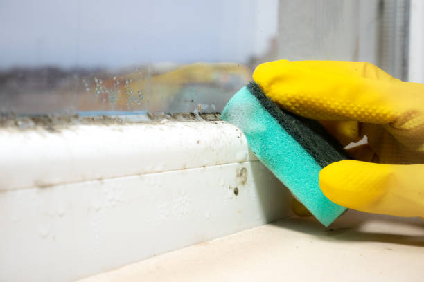 Best Industrial Mold Remediation in Upper Pohatcong, NJ