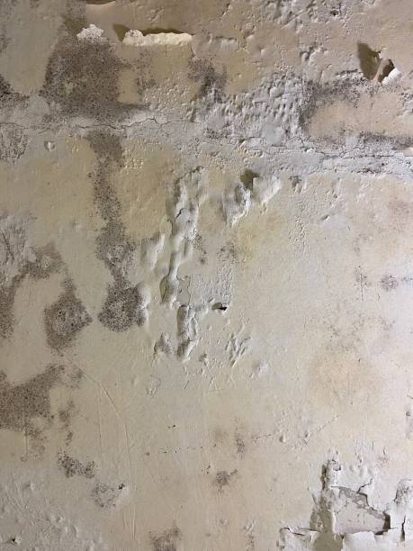 Best Residential Mold Remediation in Upper Pohatcong, NJ