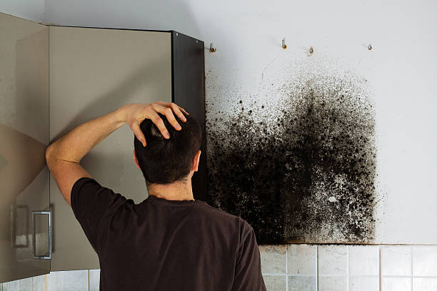 Best Post-Flood Mold Remediation in Upper Pohatcong, NJ