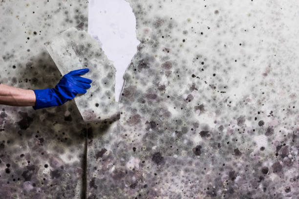 Best Basement Mold Remediation in Upper Pohatcong, NJ